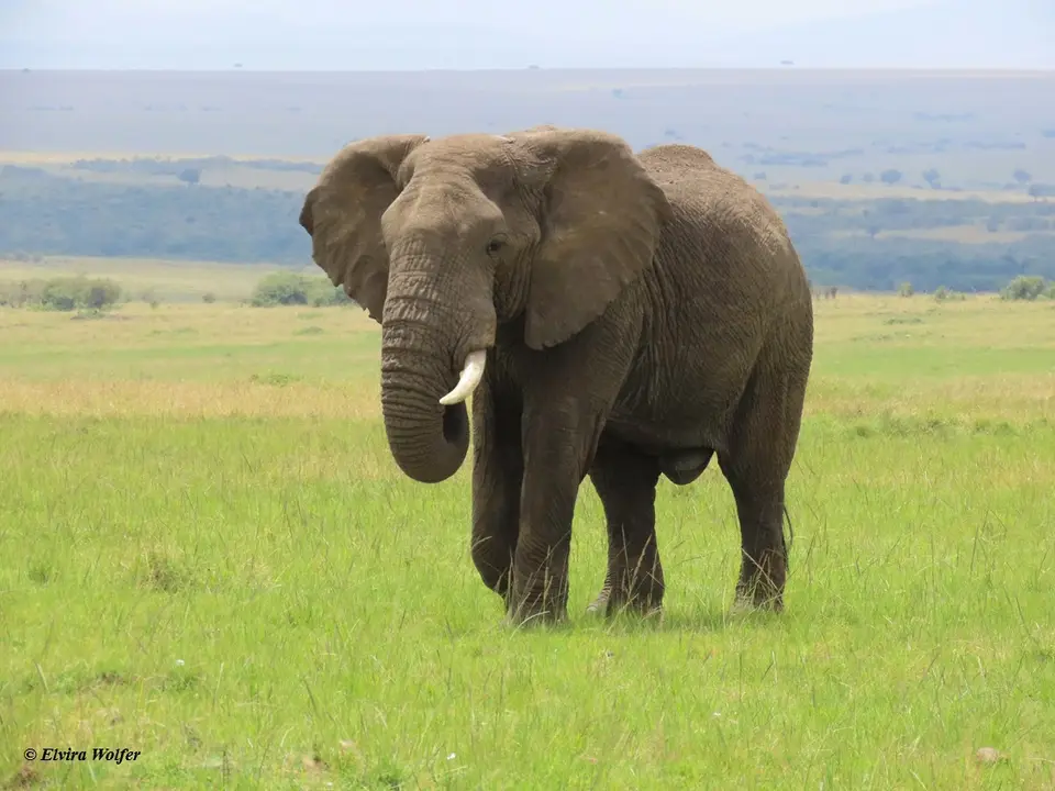Elephantbull2-2.jpg