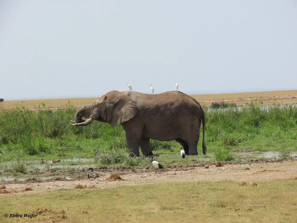 Elephantbulle1.jpg