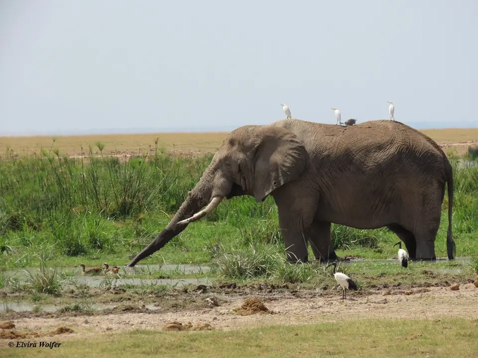 Elephantbulle2.jpg