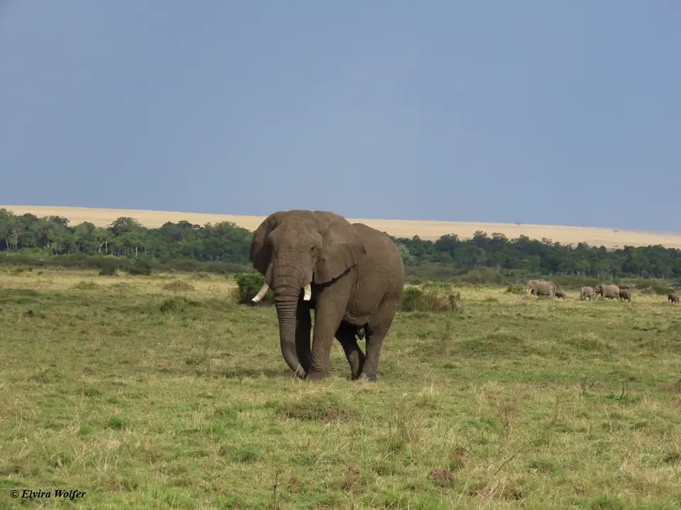 Elephantbullherd.jpg