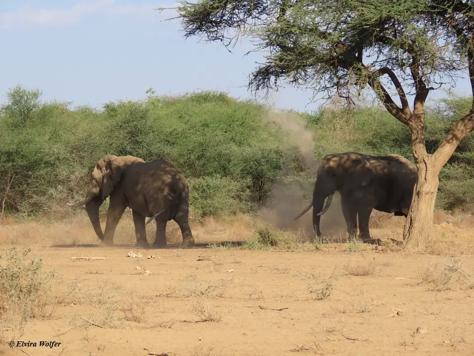 Elephantbulls1.jpg