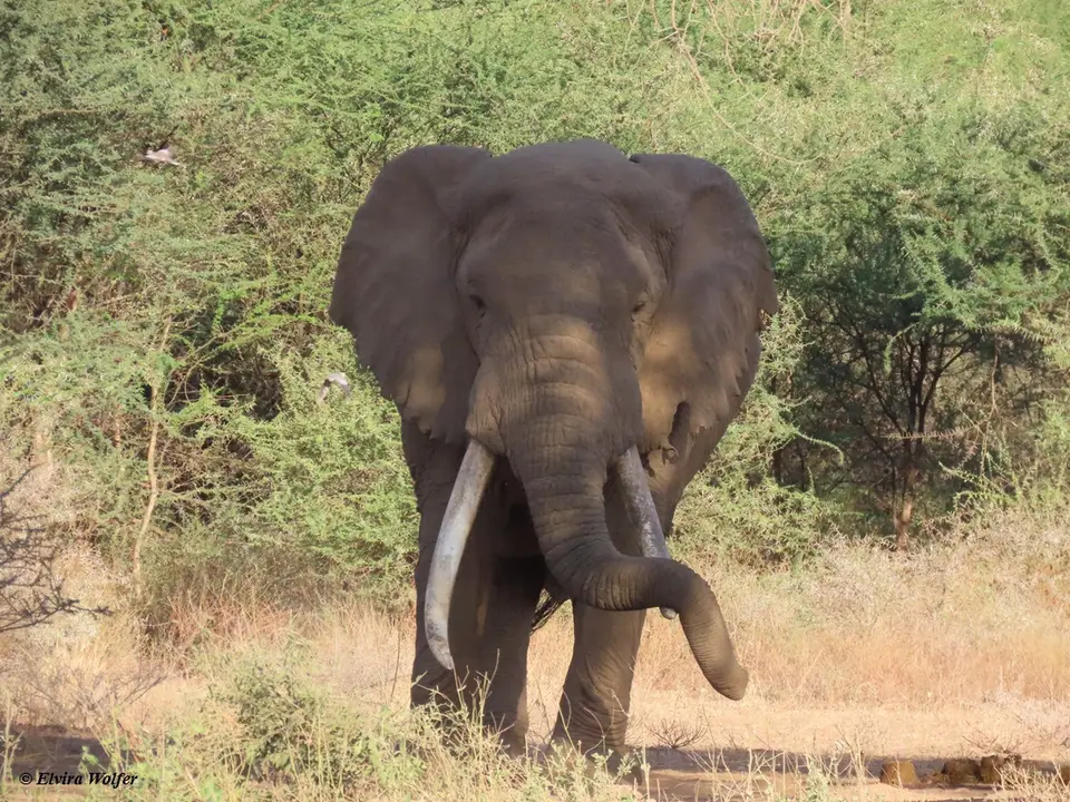 Elephantbulls3entspannt.jpg
