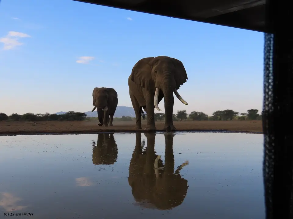 Elephantbullsearlymorning1.jpg
