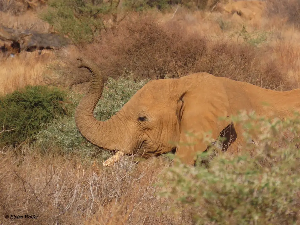 Elephantbullsfighting1.jpg