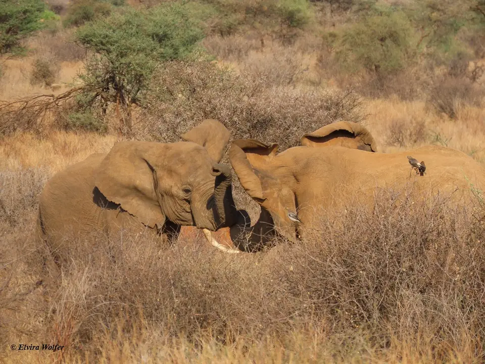 Elephantbullsfighting2.jpg
