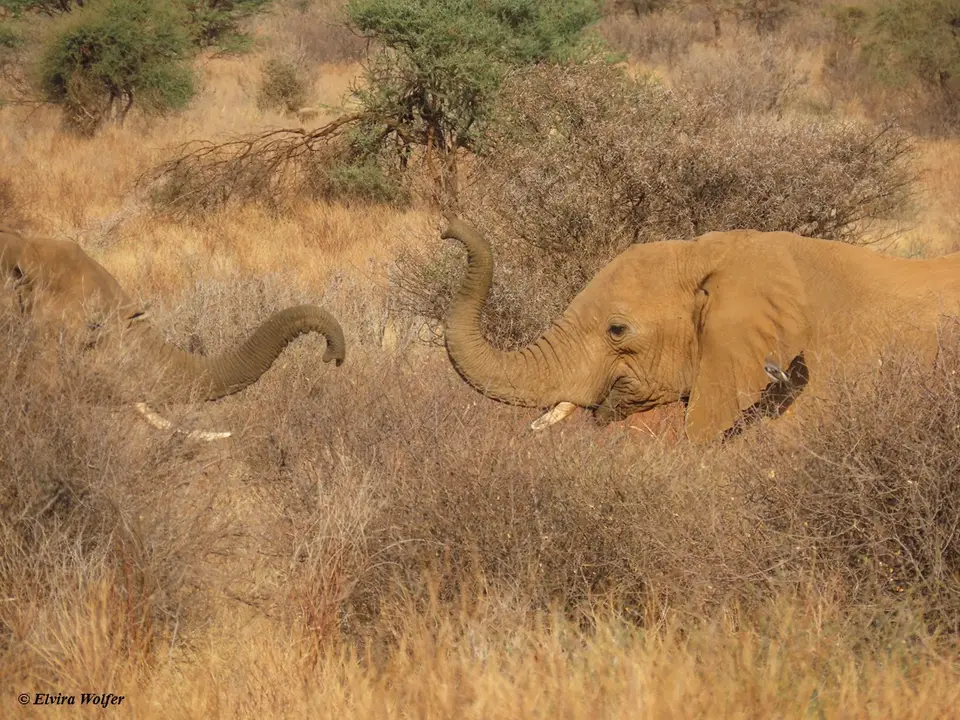 Elephantbullsfighting3.jpg