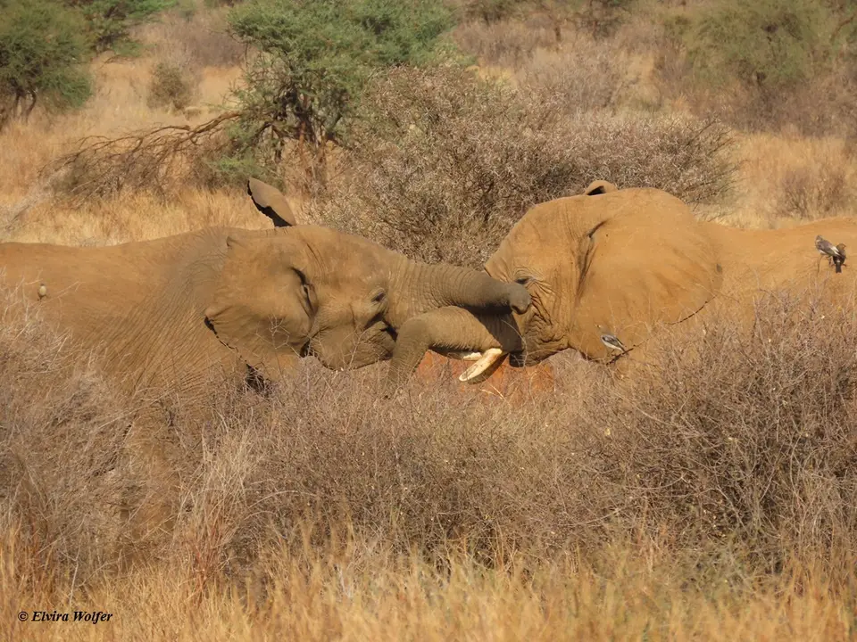 Elephantbullsfighting4.jpg