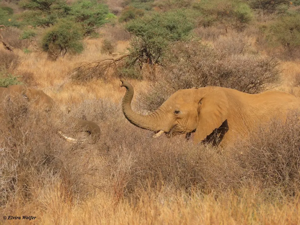 Elephantbullsfighting5.jpg
