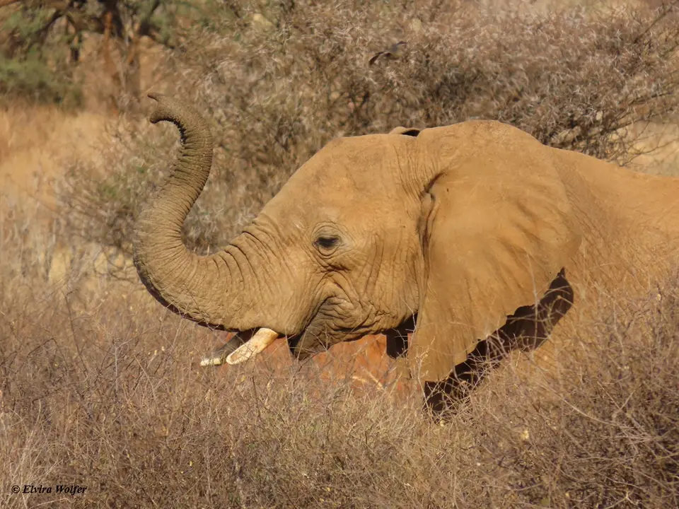 Elephantbullsfighting6.jpg