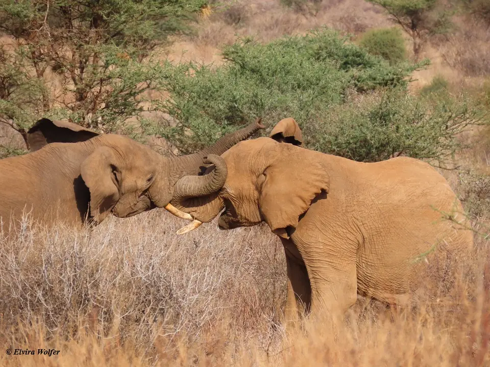 Elephantbullsfighting7.jpg