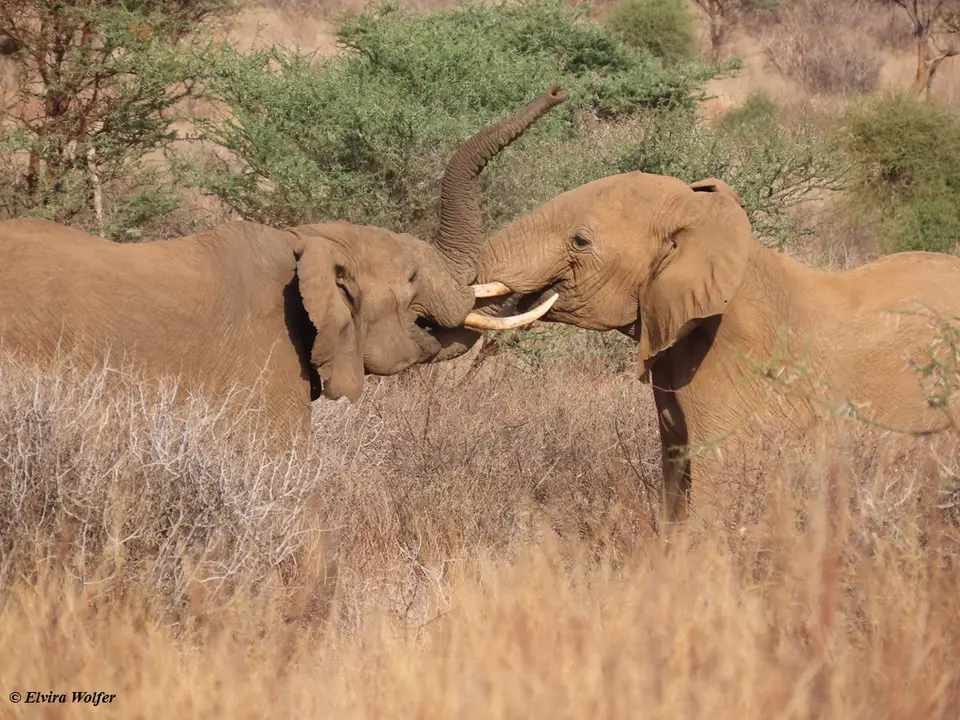 Elephantbullsfighting8.jpg
