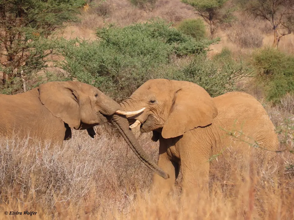 Elephantbullsfighting9.jpg