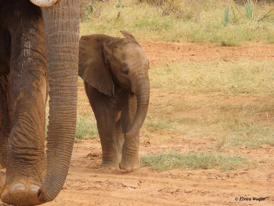 Elephantfamily3.jpg