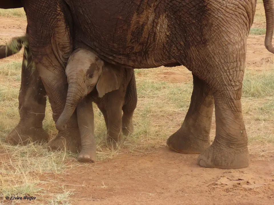 Elephantfamily5.jpg