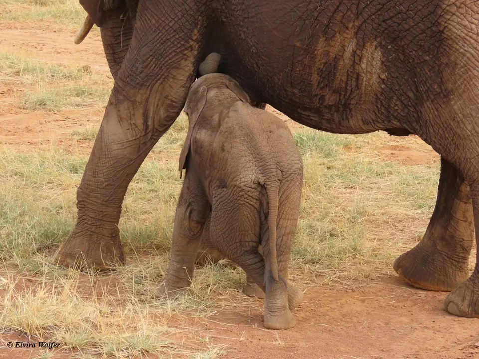 Elephantfamily6.jpg