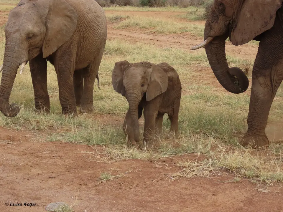 Elephantfamily7.jpg
