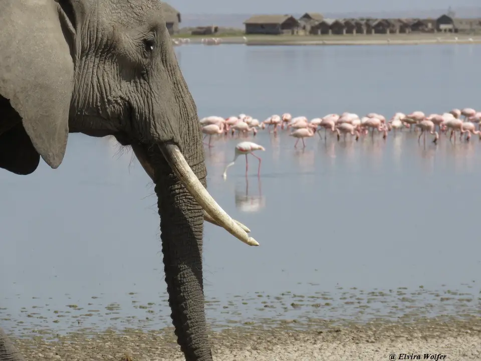 ElephantheadFlamingos.jpg
