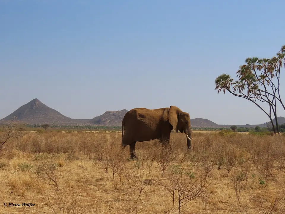 Elephanthills1.jpg
