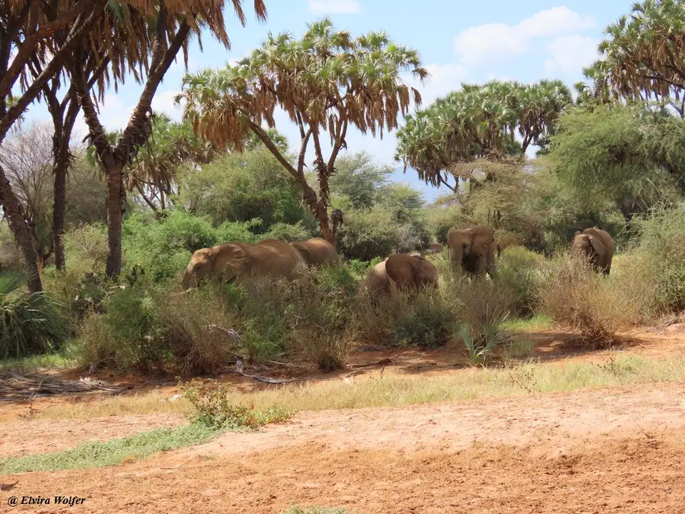 ElephantsDoumPalms.jpg