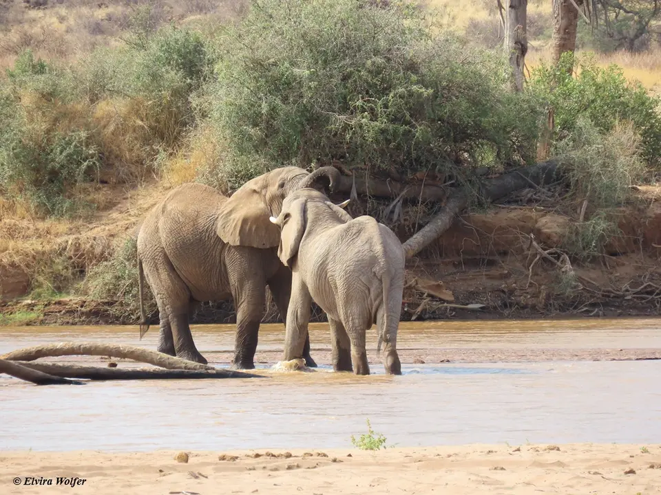ElephantsEwasoNyiroRiver2.jpg