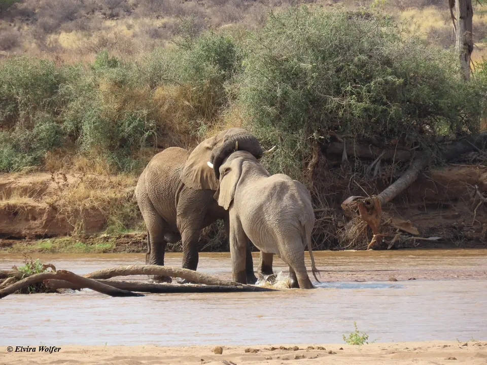 ElephantsEwasoNyiroRiver3.jpg