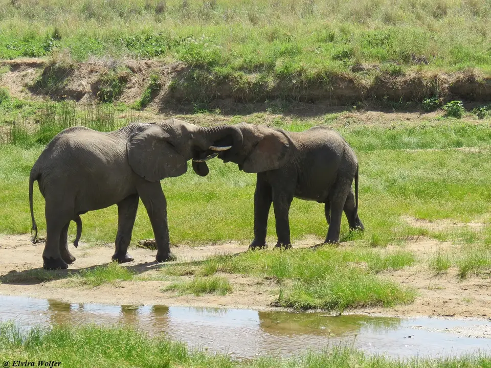ElephantsTarangireRiver10.jpg