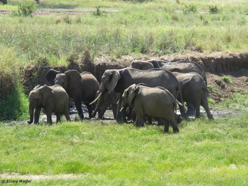ElephantsTarangireRiver13.jpg