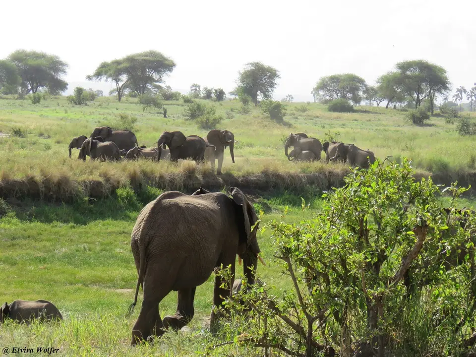 ElephantsTarangireRiver4.jpg