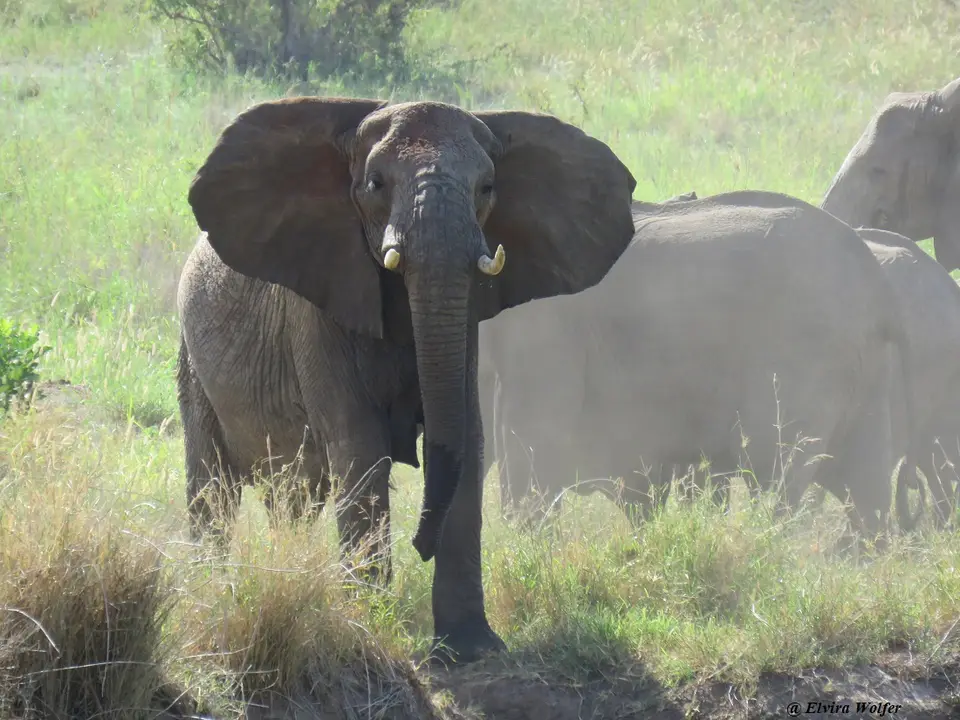 ElephantsTarangireRiver5.jpg