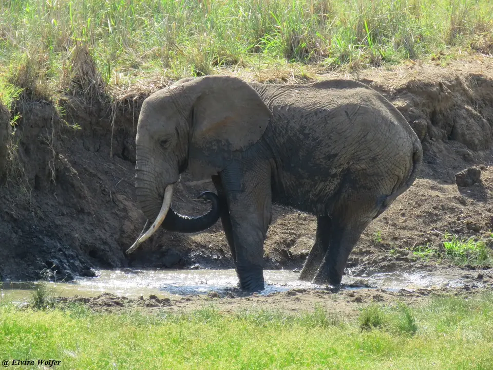 ElephantsTarangireRiver6.jpg