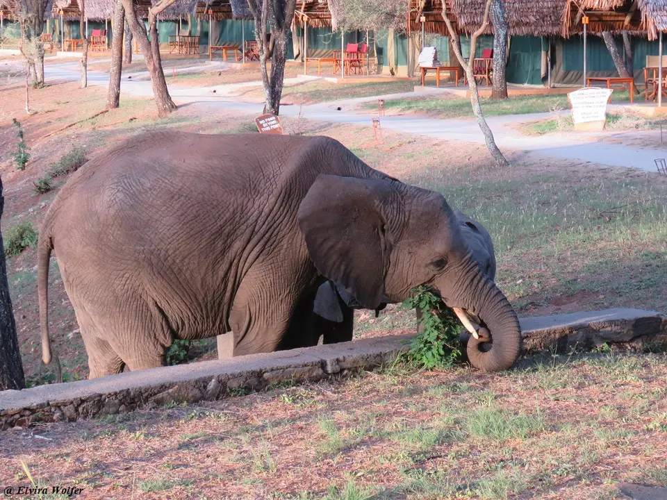 ElephantsinTarangireSafariLodge4.jpg