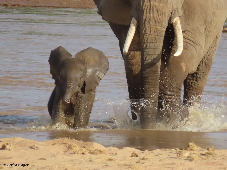 Elephantsmallriver10.jpg