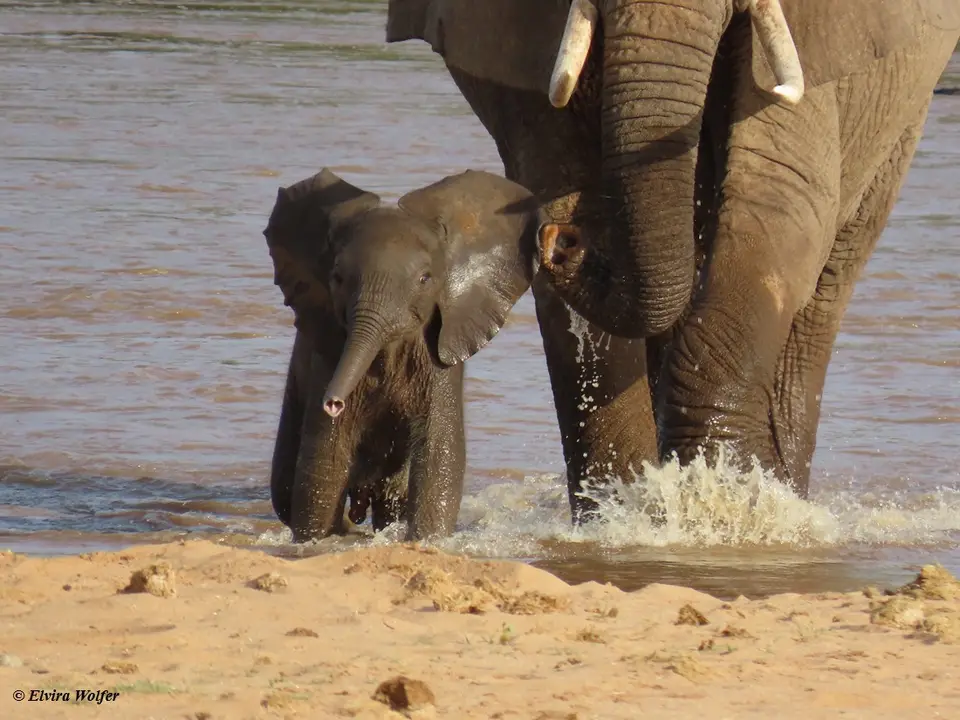 Elephantsmallriver11.jpg