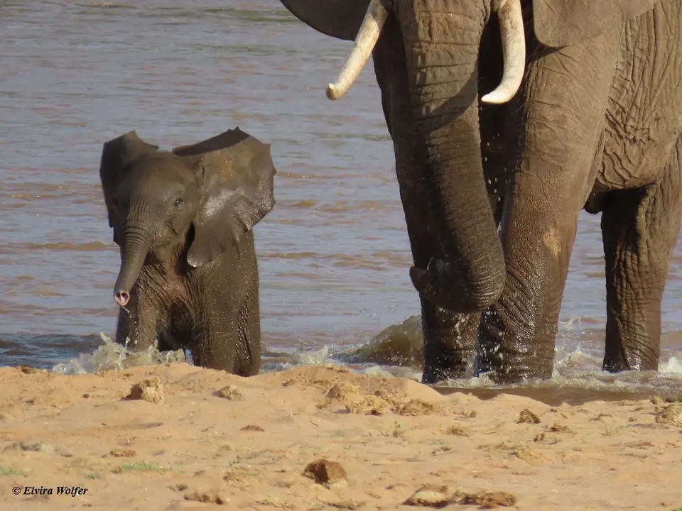 Elephantsmallriver12.jpg
