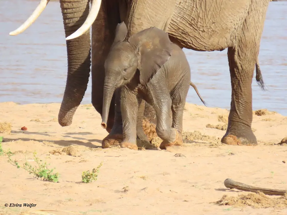 Elephantsmallriver13.jpg