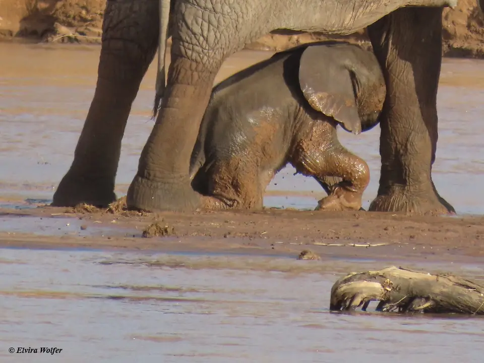 Elephantsmallriver2.jpg