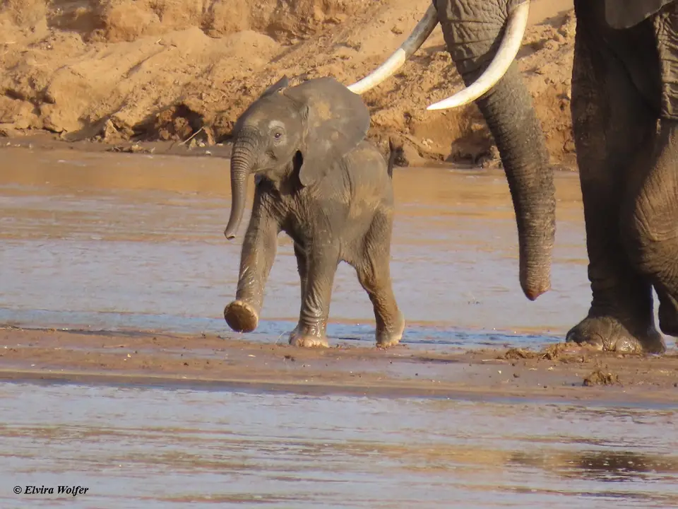 Elephantsmallriver4.jpg