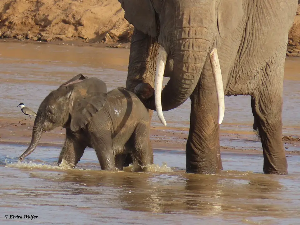 Elephantsmallriver6.jpg