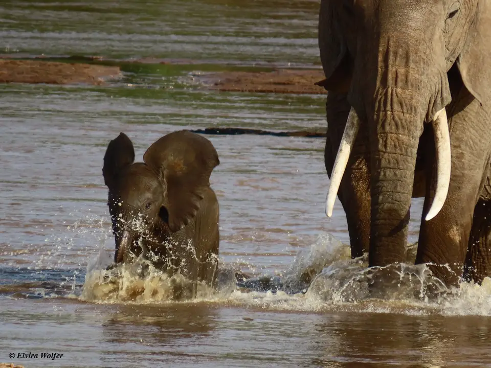 Elephantsmallriver8.jpg