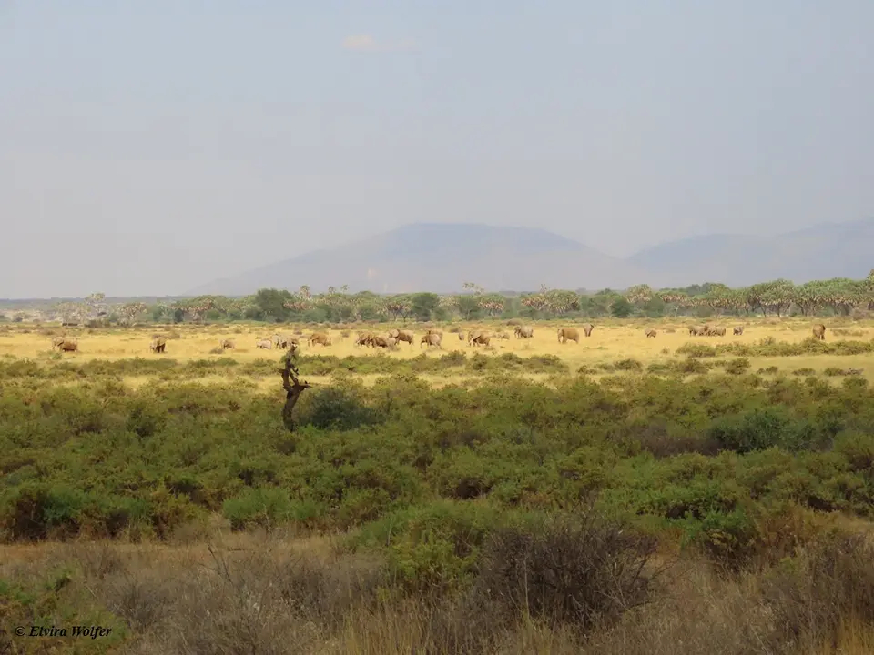 Elephantsmany.jpg