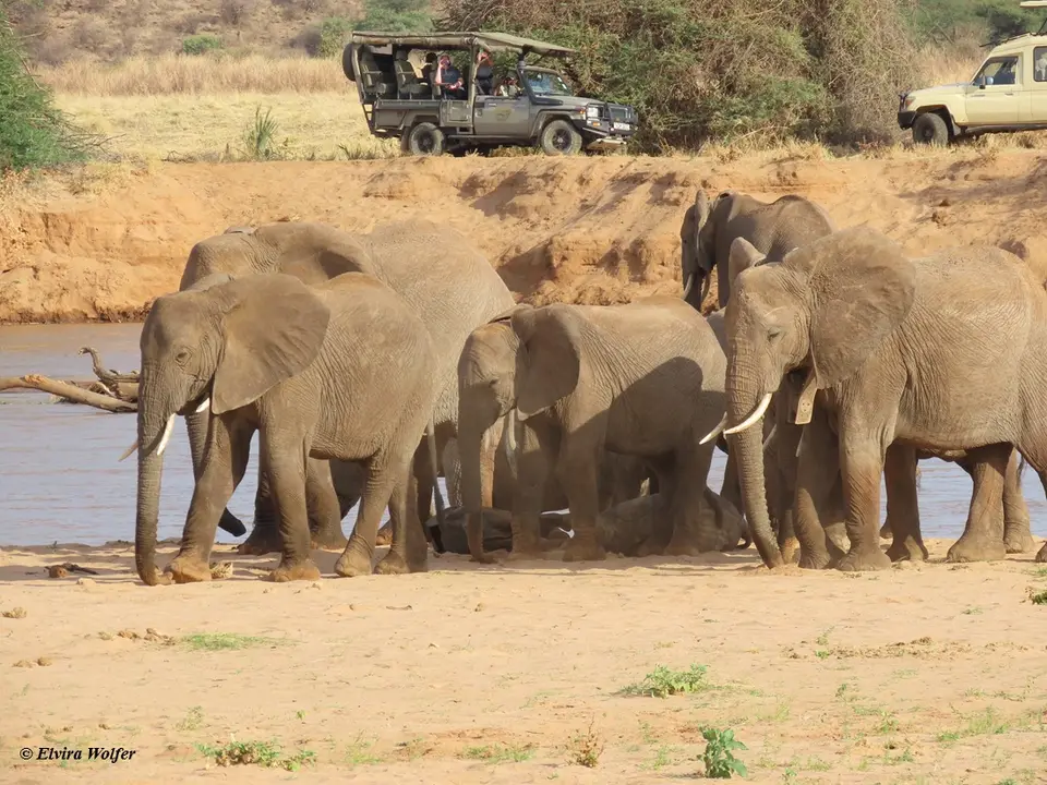 Elephantsriver.jpg