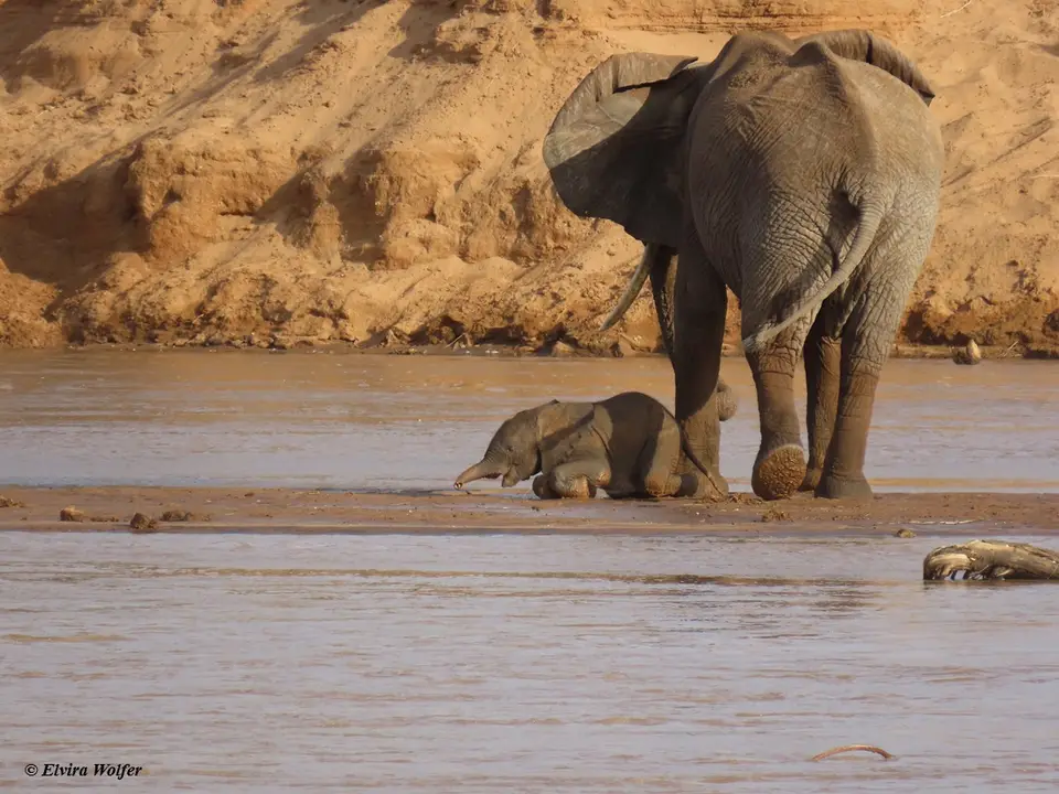 Elephantsriver2.jpg