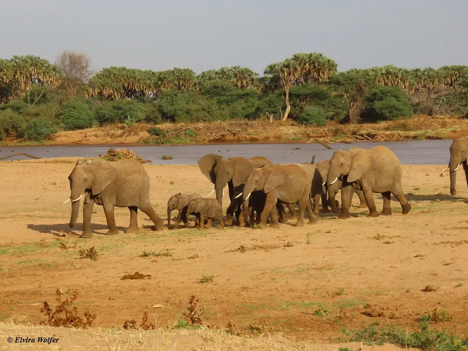 Elephantsriver4.jpg