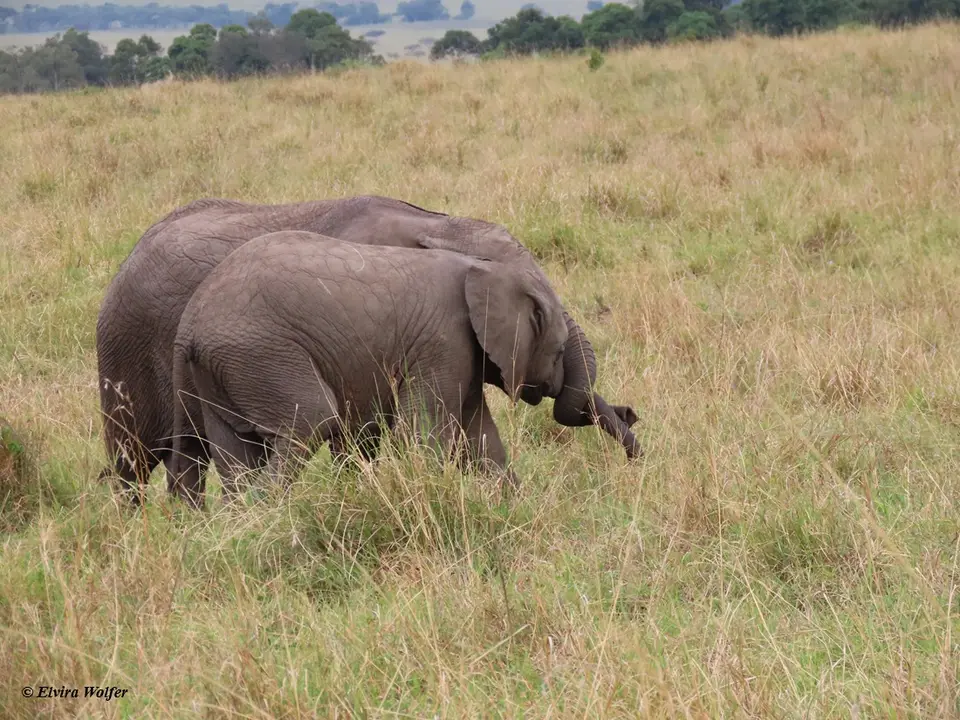 Elephantsyoungplaying1.jpg