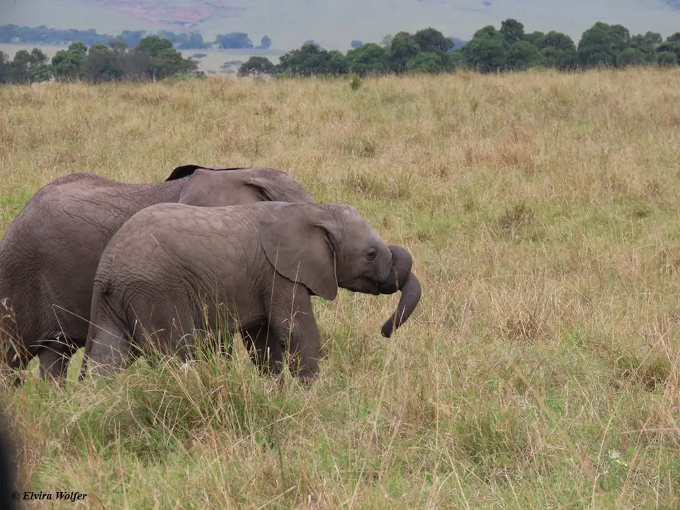 Elephantsyoungplaying2.jpg