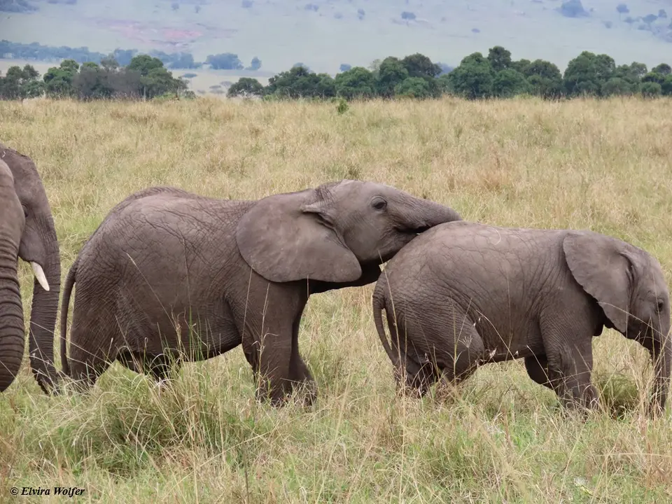 Elephantsyoungplaying3.jpg