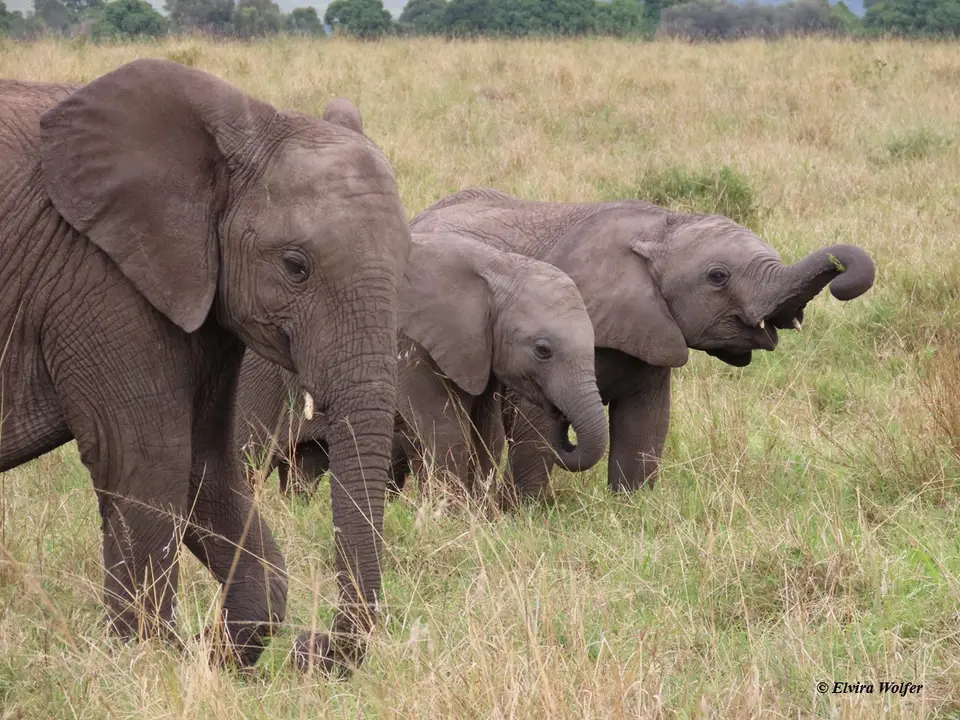 Elephantsyoungplaying4.jpg