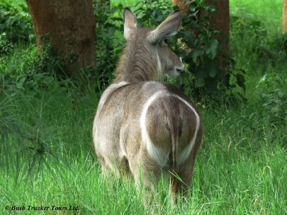Ellipsenwasserbock.jpg