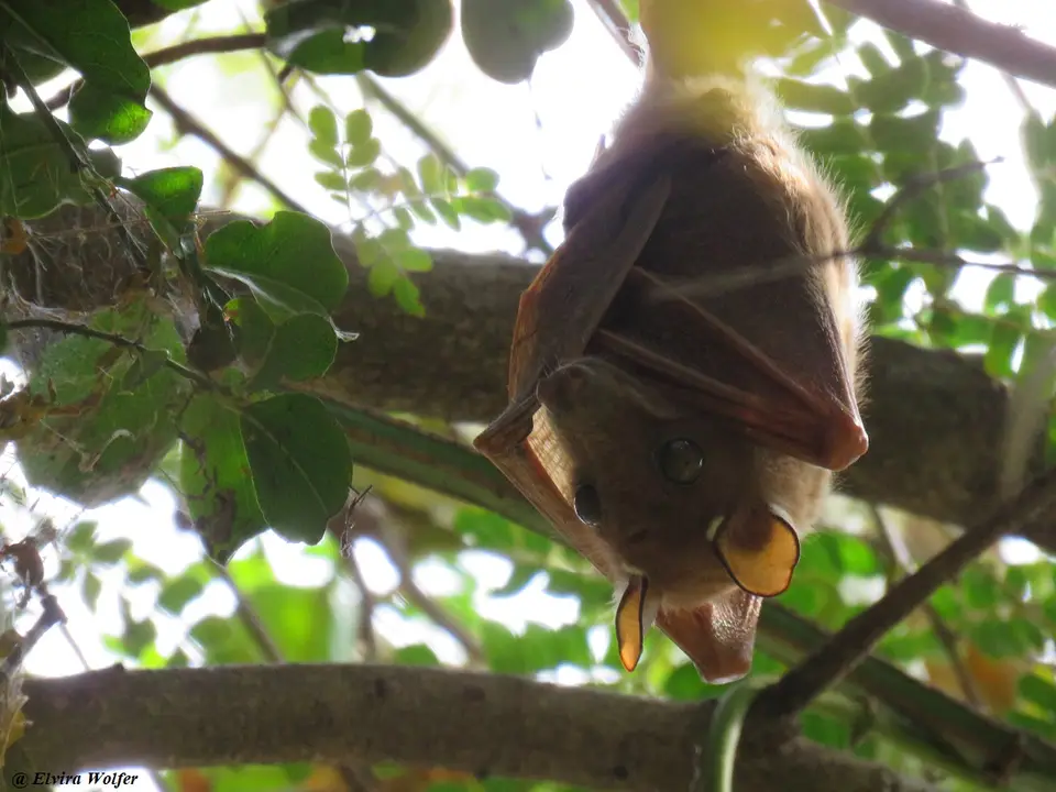 EpaulettedFruitbat.jpg