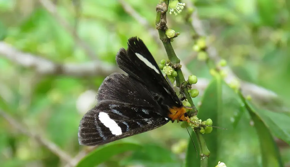 Epischausiadispar-Noctuidae-Agaristinae.jpg